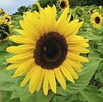 Outdoor Living : Fun To Grow - Sunny Sunflower (1 Pkt - 60 seeds)