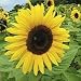 Fun To Grow - Sunny Sunflower (1 Pkt - 60 seeds)