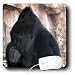 Beverly Turner Photography - Gorilla Picking His Nose - Mouse Pads