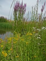 Just Seed Wild Flower - Pond Edge Mixture - Wetlands - 4g