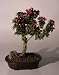 Bonsai Boy's Flowering Bougainvillea<br><i>(pink pixie)</i>