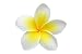 Frangipani(plumeria) Flower Isolated on White - 24