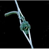Truglo Archery Glo Brite Peep Sight
