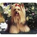 Yorkshire Terrier Mousepad