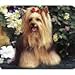 terrier26 - Yorkshire Terrier Mousepad