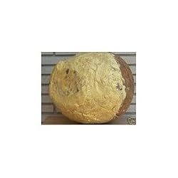 100% Organic West African Shea Butter 16 oz