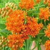 Asclepias tuberosa (Butterfly Weed) - Bulk Wildflower Seeds
