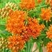 Asclepias tuberosa (Butterfly Weed) - Bulk Wildflower Seeds