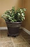 PC14 Plant Dollie 14 diameter