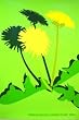 �|�X�^�[ �n�[�}���~���[ Dandelion�@�T�}�[�s�N�j�b�N 2004�N Kathy Stanton
