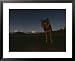 A wolf accustomed to handouts stares down the photographer Framed Art Poster Print by...