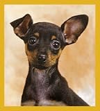 Chihuahua - Puppy Bookmark