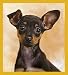   - Chihuahua - Puppy Bookmark