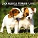 Jack Russell Terrier Puppies 2009 Calendar, 12x12
