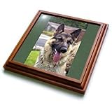 Dogs German Shepherd - German Shepherd Portrait - Trivets