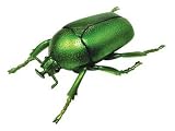 Insect Model Lytta Stygica Green Flower Beetle 3d 4d Master Puzzle 19 Piece with Book