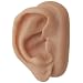 3B Scientific N15/1R SKINlike Silicone Right Acupuncture Ear Model, 3.7" x 2.4" x 1.6"