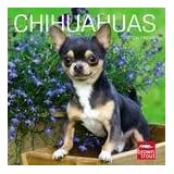 Chihuahuas 2010 Wall Calendar