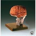 Brain Demonstration Model