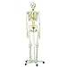 3B Scientific A15 Plastic Flexible Human Skeleton Model "Fred", Flexible, Feet and Hand Wire Mounted, 66.9" Height