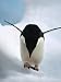 Adelie Penguin (Pygoscelis Adeliae) Climbing over Iceberg, Paulet Islands, Weddell Sea, Antarctica Photographic Poster Print by Tui De Roy/Minden Pictures, 30x40 Adelie Penguin (Pygoscelis Adeliae) Climbing over Iceberg, Paulet Islands, Weddell Sea, Antarctica Photographic Poster Print by Tui De Roy/Minden Pictures, 30x40