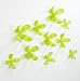 Umbra Wallflower, Designed by Marion Lanktree, Set Of 25, Kiwi