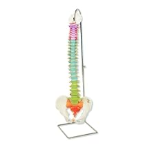 3B Scientific A58/8 Didactic Flexible Human Spine Model, 29.1" Height