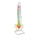 3B Scientific A58/8 Didactic Flexible Human Spine Model, 29.1" Height