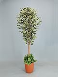 光触媒 観葉植物 ベンジャミンアレンジ 180cm