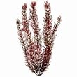 Tetra 19105 Water Wonders Fresh Water Plant Foxtail, 6-Inch
