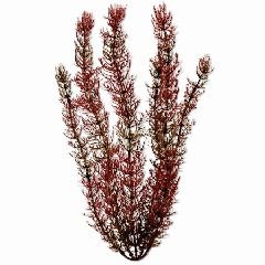 Foxtail Aquarium Plant, 18″ Green