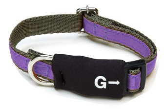 犬用首輪 ウォーキングカラー パープル Mサイズ birdie