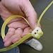 Strapping Kit 1500 Ft. Yellow