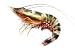 Wallmonkeys Peel and Stick Wall Decals - One Prawn - Removable Graphic