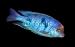 Wallmonkeys Peel and Stick Wall Decals - Tropical Fish - Removable Graphic