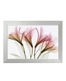 Art Select Alstromeria Framed Art Print by Steven N. Meyers