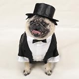 Dog Tuxedo
