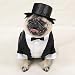 Dog Tuxedo
