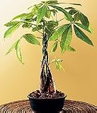 LOUSBONSAINURSERY LARGE BRAIDED MONEY TREE (INDOOR TREE)