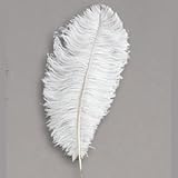 CASE OF 250 Ostrich Feathers Drabs 12-15