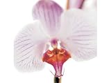 Kitchen & Housewares : Greeting Card Mini - Butterfly Orchid