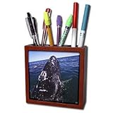 Kike Calvo Arctic - Gray Whale in San Ignacio Lagoon, Eschrinchtius robustus. Pacific Ocean, Baja California, Mexico - Tile Pen Holders-5 inch tile pen holder