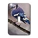 Birds - Blue Jay - Light Switch Covers - single toggle switch