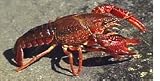 Live Pacific Red Crawfish, (10lbs)