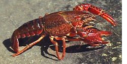 Live Pacific Red Crawfish, (10lbs)