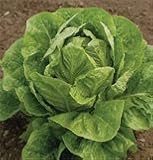 Lettuce Jericho OG 600 seeds per Packet