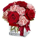 Carnation - Jaime