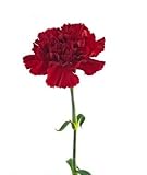 Lovely Red Mini Carnations, Wholesale Box, About 625 Flowers
