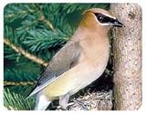 Cedar Waxwing Coasters