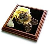 Insects Honey Bee - 8x8 Trivet With 6x6 Ceramic Tile